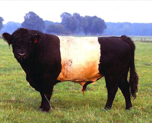Belted Galloway