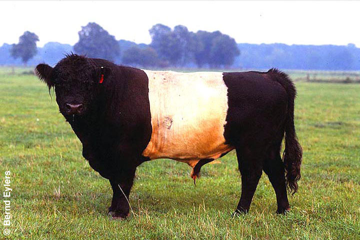 Belted Galloway