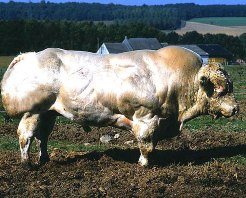Blauweiße Belgier