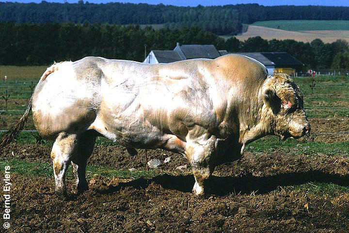Blauweiße Belgier