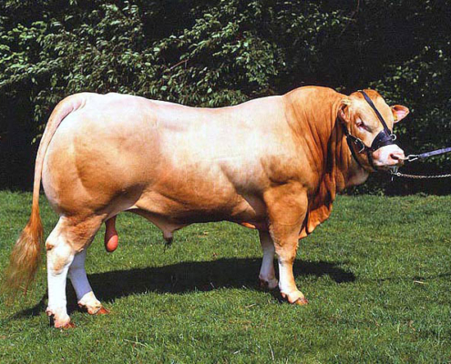 Blonde Aquitaine