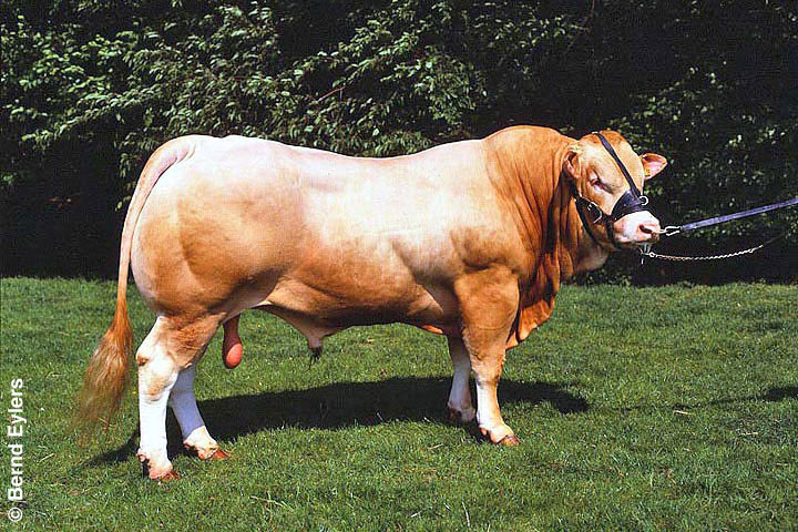Blonde Aquitaine