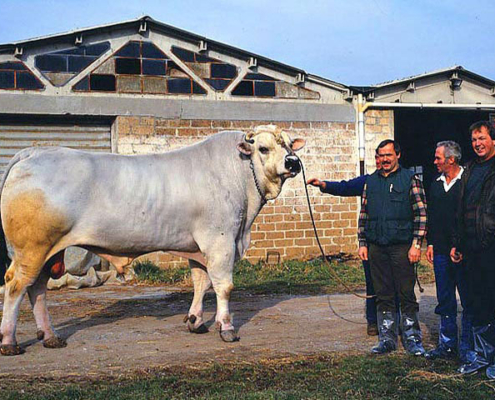 Chianina