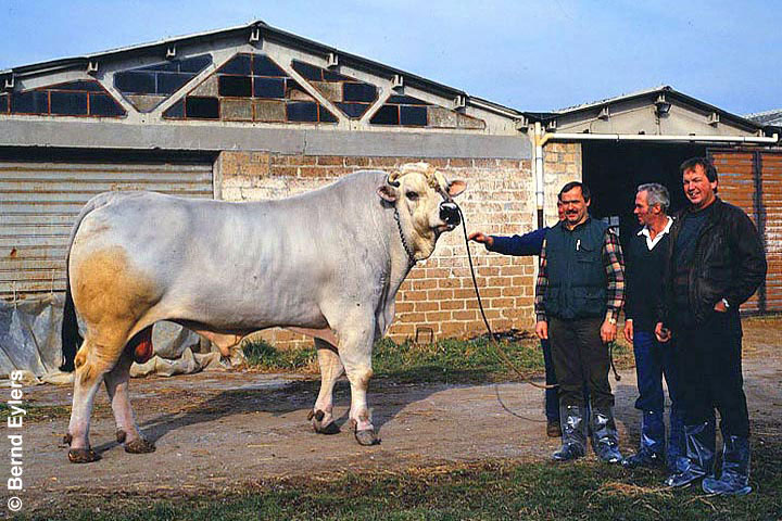 Chianina