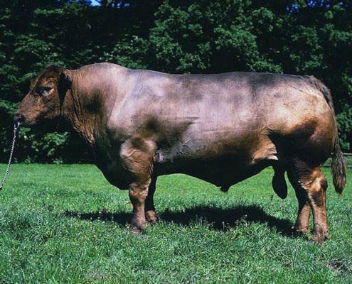 Deutsch Angus