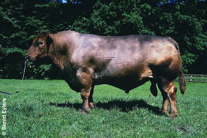 Deutsch Angus