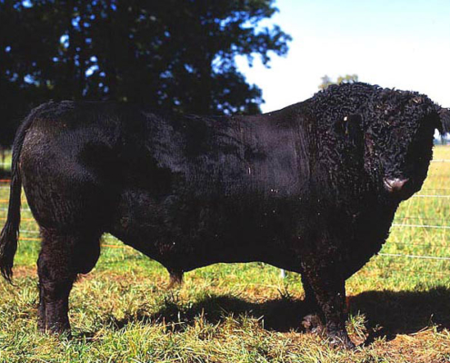Galloway