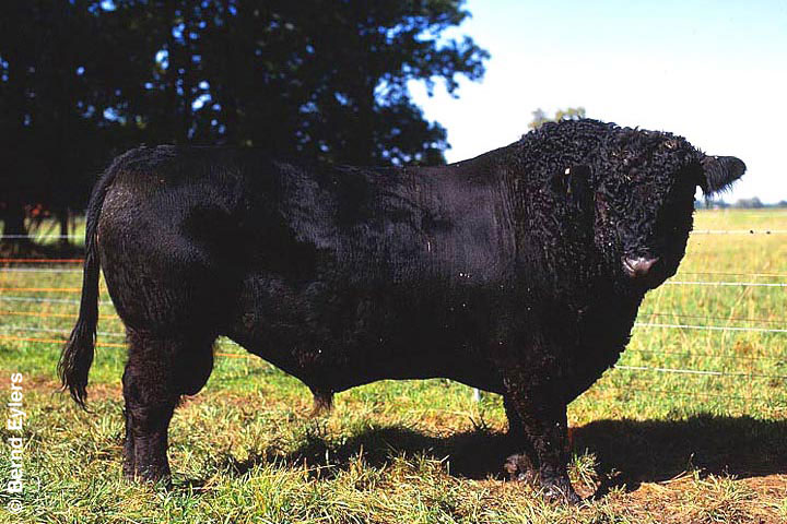 Galloway