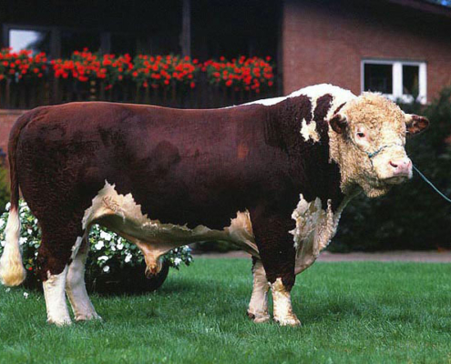 Hereford