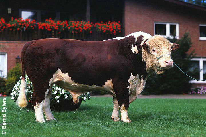 Hereford