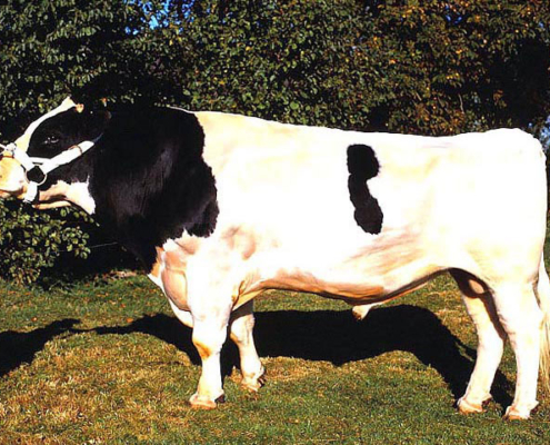 Holstein Friesian