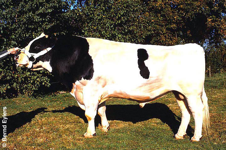 Holstein Friesian
