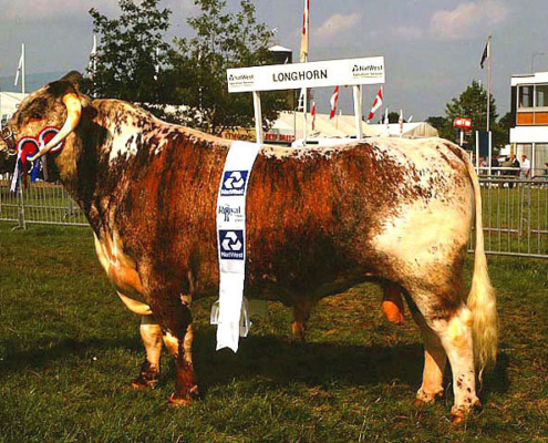 Longhorn