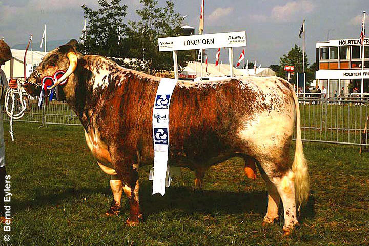 Longhorn