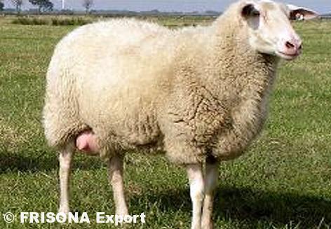 Ostfriesisches-Milchschaf