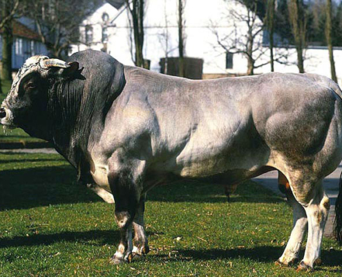 Piemonteser