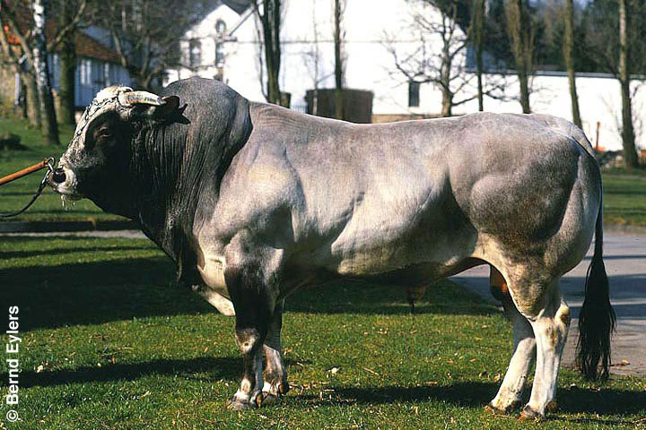 Piemonteser