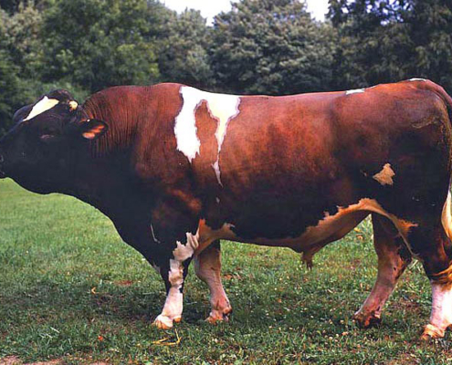 Rotbunte Holsteiner