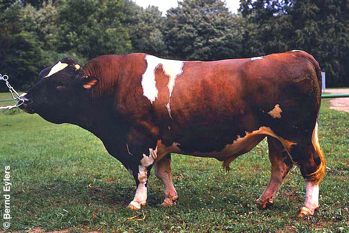 Rotbunte Holsteiner