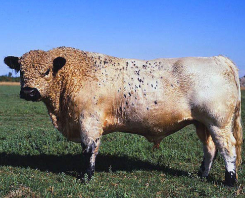 White Galloway