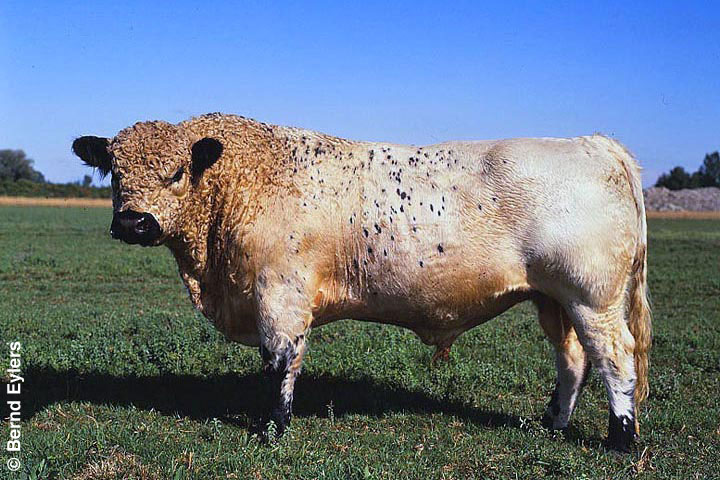 White Galloway