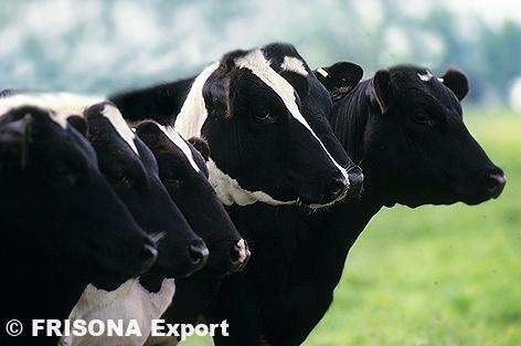 Holstein Rind